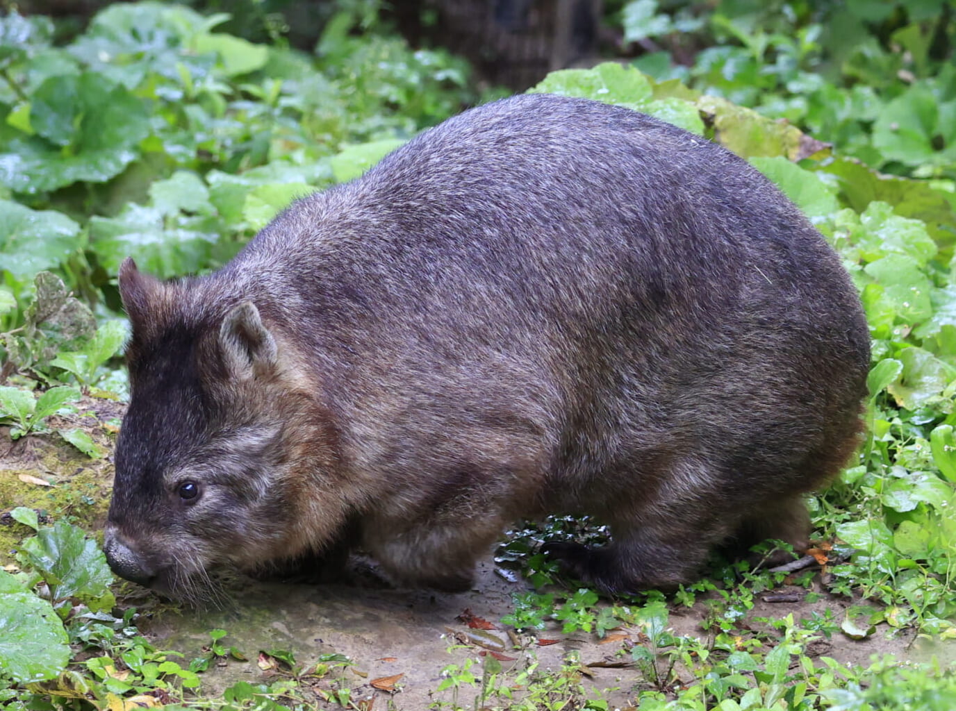 長野県 茶臼山動物園にウォンバットに会いに行ってきました Lovot Camera